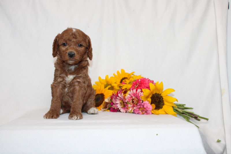 puppy, for, sale, Mini Goldendoodle F1B, Matthew B. Stoltzfus, dog, breeder, Gap, PA, dog-breeder, puppy-for-sale, forsale, nearby, find, puppyfind, locator, puppylocator, aca